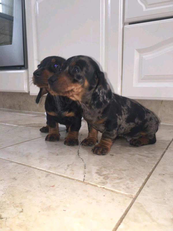 miniature dachshund gumtree